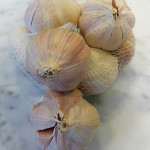 Garlic Organic