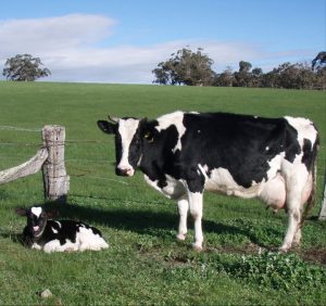 cow paris creek medow