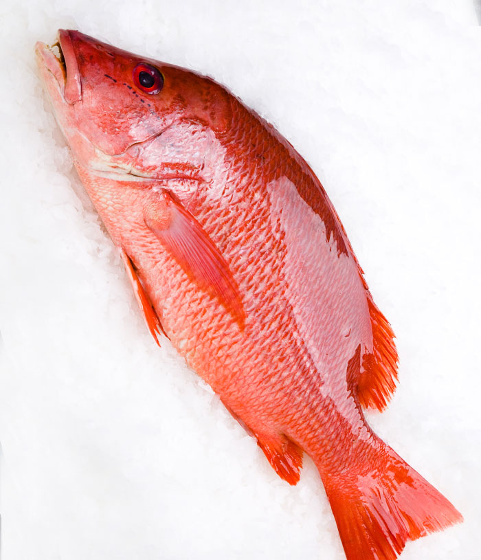 BluCurrent Red Snapper GG - Whole