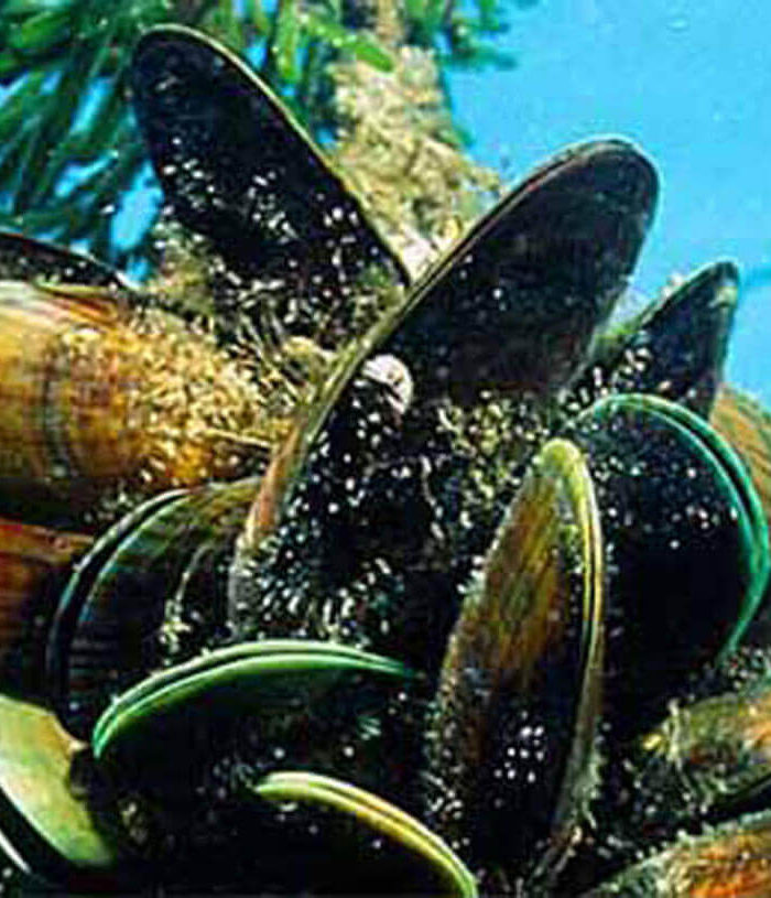 Mussels Singapore
