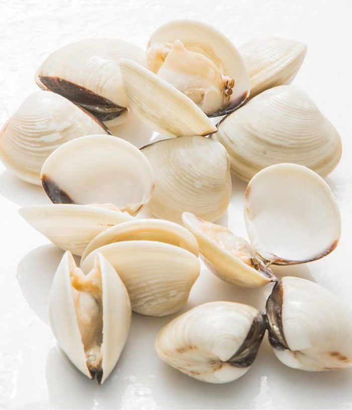 fresh white clams