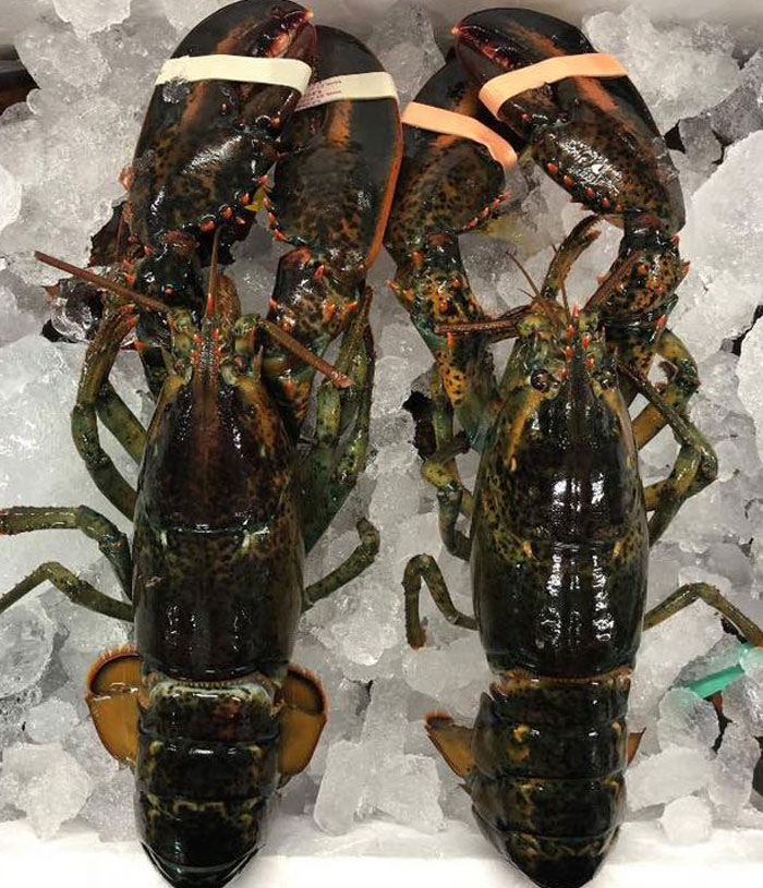 fresh boston lobster